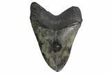 Fossil Megalodon Tooth (Polished Tip) - Georgia #151551-1
